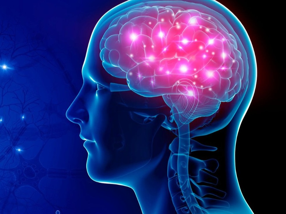 scan of a brain