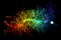 Hughes Lab -- Figure 2