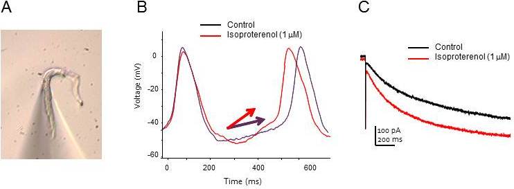 Proenza Lab -- Figure 1